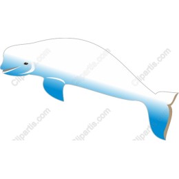 Beluga Whale