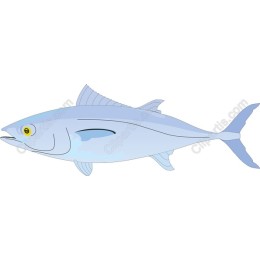 Elegant Bluefish