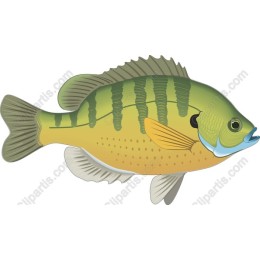 Sunfish