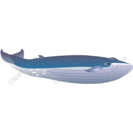 Majestic Whale