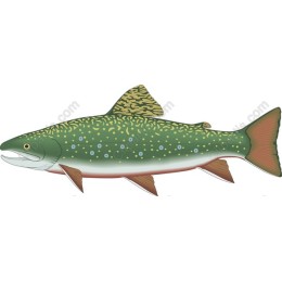 Brook Trout - Freshwater Fish