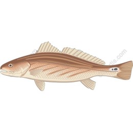 Realistic Fish