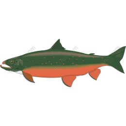 Brook Trout