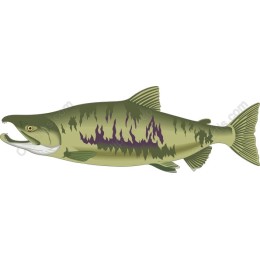 Elegant Fish