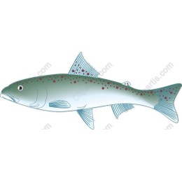 Elegant Fish