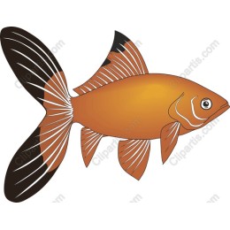 Vibrant Goldfish
