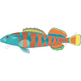 Vibrant Tropical Fish