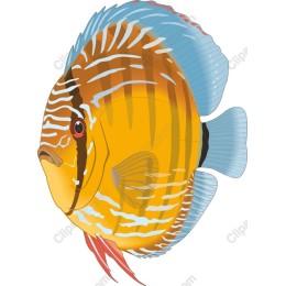 Tropical Discus Fish