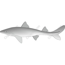 Premium Shark