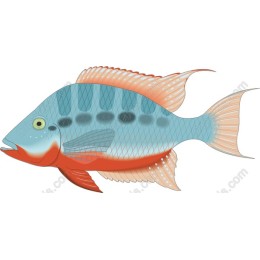 Vibrant Fish