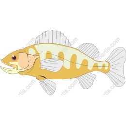 Golden Fish