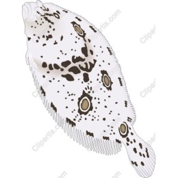 Flounder
