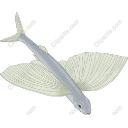 Elegant Flying Fish