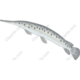 Sturgeon