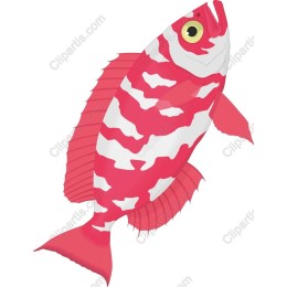 Vibrant Red and White Fish