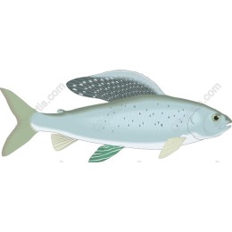 Elegant Fish in