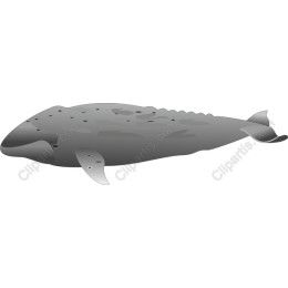 Stylized of an Aquatic Creature