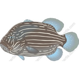 Striped Fish