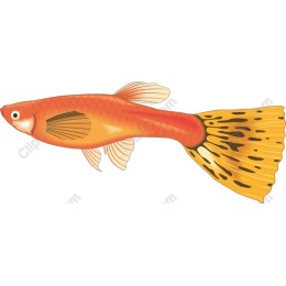 Vibrant Guppy Fish