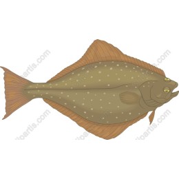 Flatfish - Culinary Delights