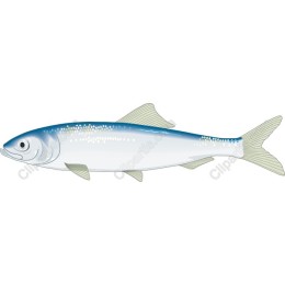 Aquatic Harmony: Fish