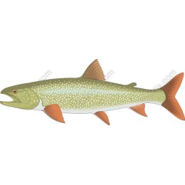 Trout