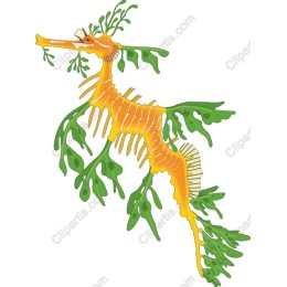 Vibrant Leafy Sea Dragon