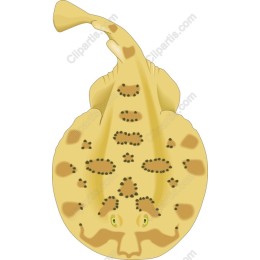 Leopard Stingray