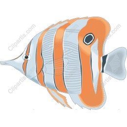 Colorful Fish