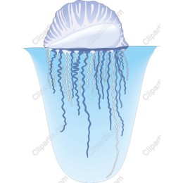 Mesmerizing Jellyfish