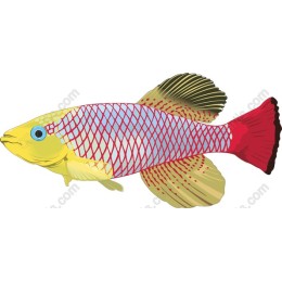 Vibrant Aquatic Fish