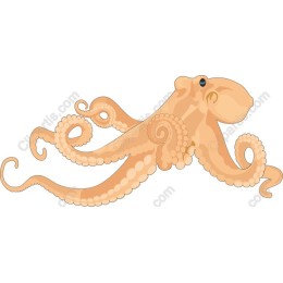 Elegant Octopus