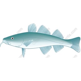 Elegant Fish