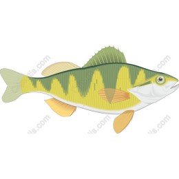Vibrant Perch Fish