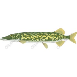 Pike Fish - High-Quality
