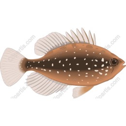 Elegant Fish