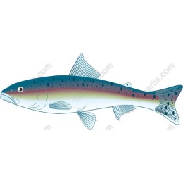 Vibrant Fish