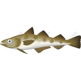 Freshwater Fish
