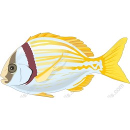 Vibrant Fish