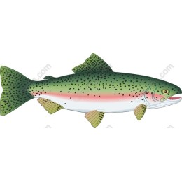 Rainbow Trout
