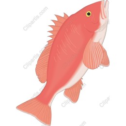 Vibrant Red Fish