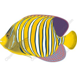 Regal Angelfish