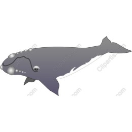 Elegant Whales