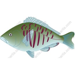 Stylized Fish