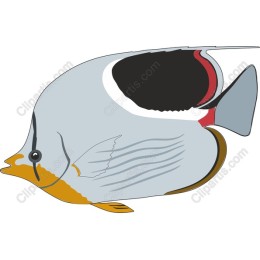 Vibrant Fish