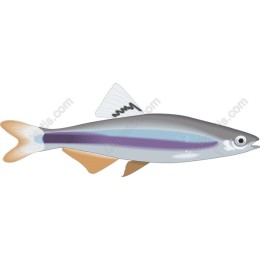 Elegant Fish