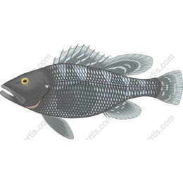 Aquatic Harmony: Vibrant Fish
