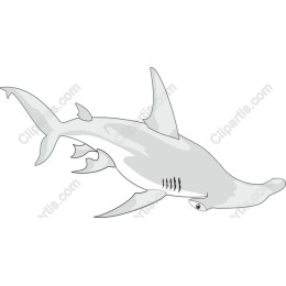 Hammerhead Shark