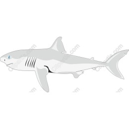 Majestic Shark