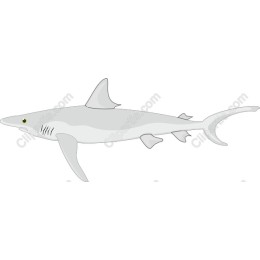 Sleek Shark